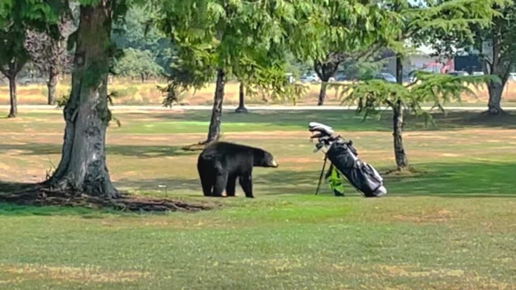 Bear on golf course