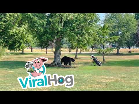 Stationary Golf Clubs Worthy Adversary for Scared Bear || ViralHog