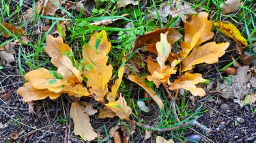 growing grass in the fall