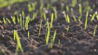 planting new grass