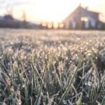 lawn covered with frost