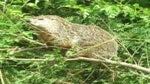 A woodchuck in a tree.